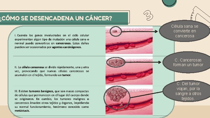 ¿CÓMO SE DESENCADENA UN CÁNCER? Célula sana se convierte en cancerosa C. Cancerosas forman