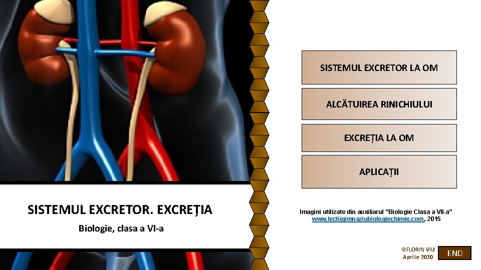 SISTEMUL EXCRETOR LA OM ALCĂTUIREA RINICHIULUI EXCREȚIA LA OM APLICAȚII SISTEMUL EXCRETOR. EXCREȚIA Biologie,