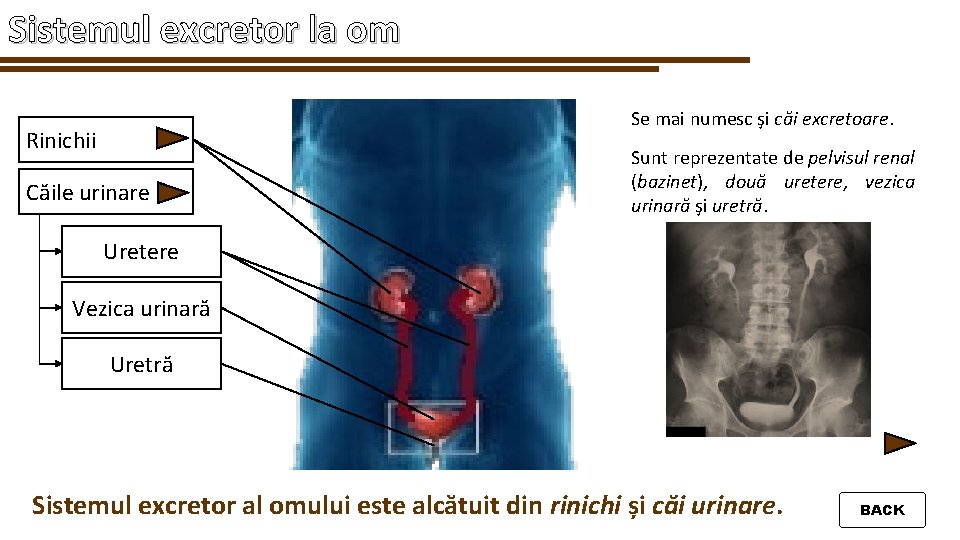 Sistemul excretor la om Rinichii Căile urinare Uretere Vezica urinară Uretră Se mai numesc