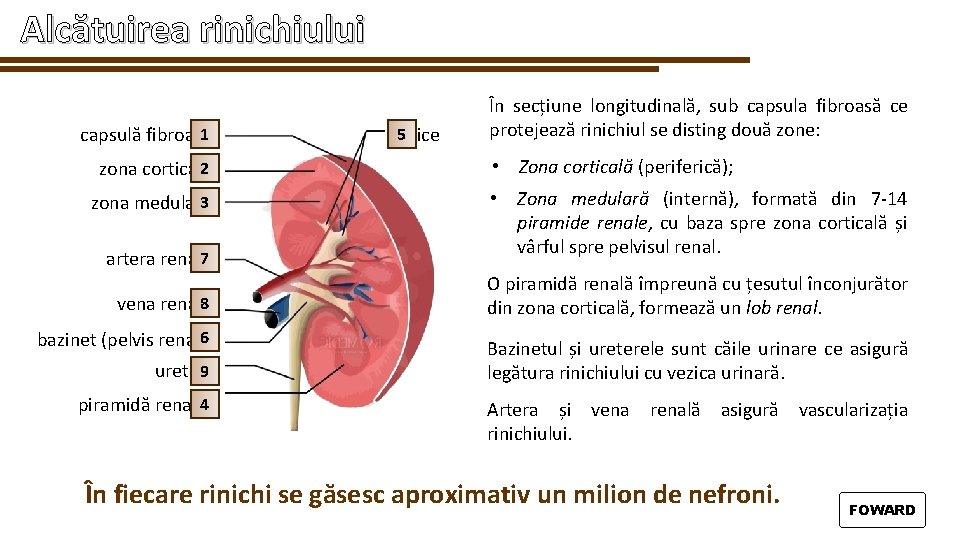 Alcătuirea rinichiului 1 capsulă fibroasă 2 zona corticală 3 zona medulară 7 artera renală