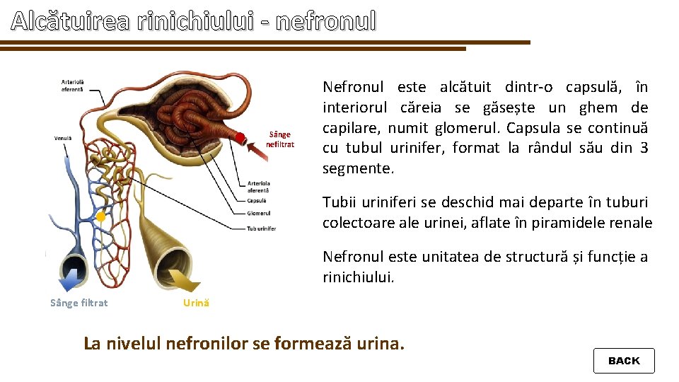 Alcătuirea rinichiului - nefronul Sânge nefiltrat Nefronul este alcătuit dintr-o capsulă, în interiorul căreia