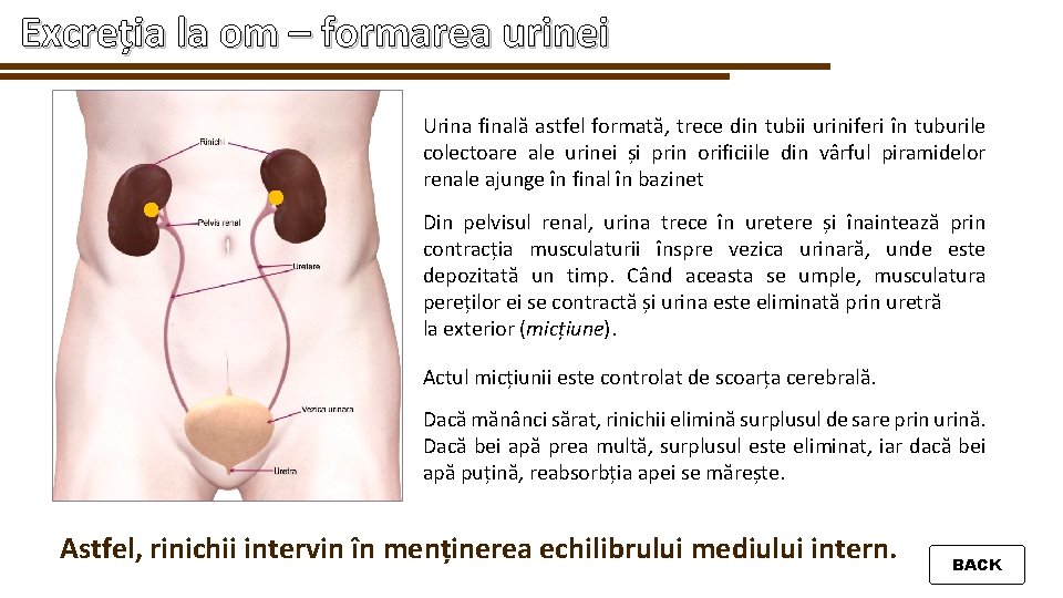 Excreția la om – formarea urinei Urina finală astfel formată, trece din tubii uriniferi