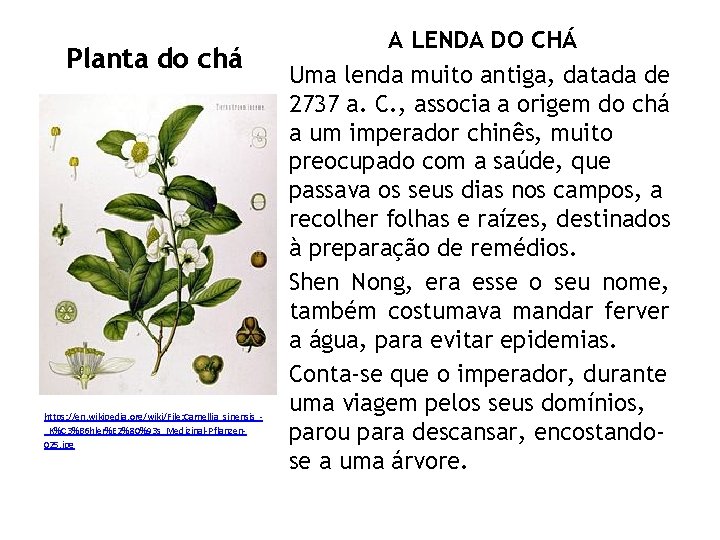 Planta do chá https: //en. wikipedia. org/wiki/File: Camellia_sinensis__K%C 3%B 6 hler%E 2%80%93 s_Medizinal-Pflanzen 025.