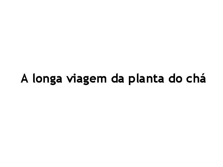 A longa viagem da planta do chá 