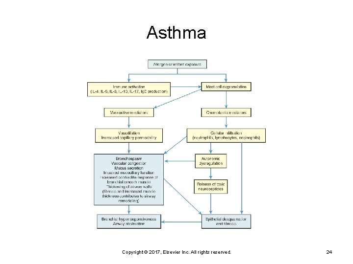 Asthma Copyright © 2017, Elsevier Inc. All rights reserved. 24 