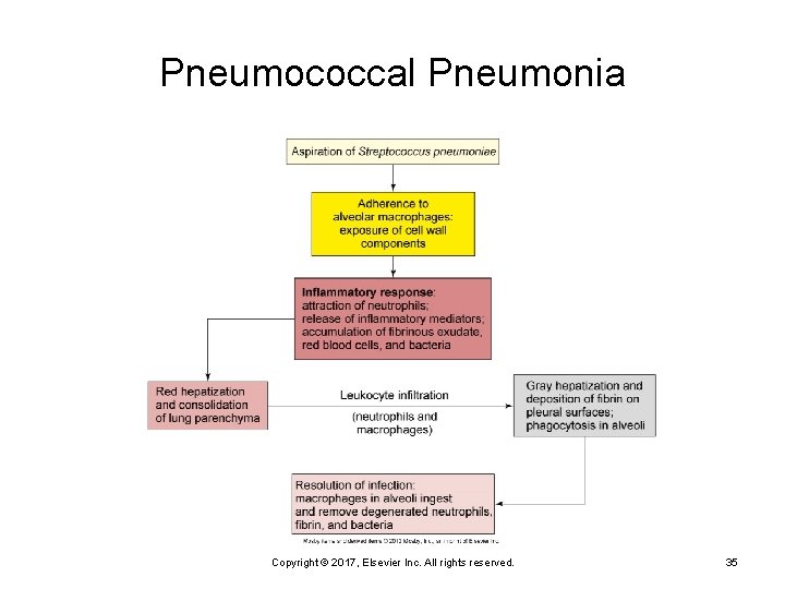 Pneumococcal Pneumonia Copyright © 2017, Elsevier Inc. All rights reserved. 35 