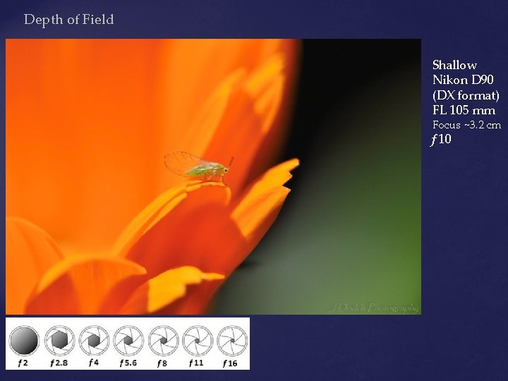 Depth of Field Shallow Nikon D 90 (DX format) FL 105 mm Focus ~3.