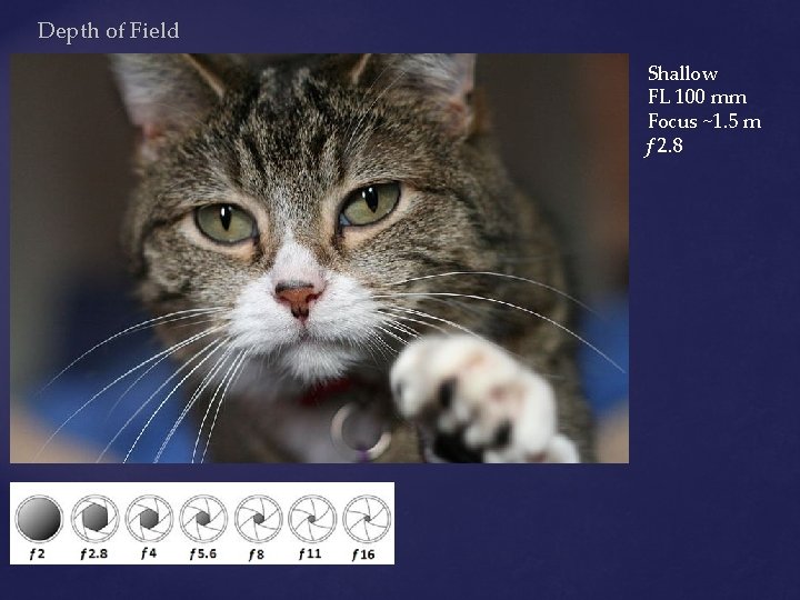 Depth of Field Shallow FL 100 mm Focus ~1. 5 m f 2. 8