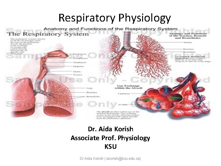 Respiratory Physiology Dr. Aida Korish Associate Prof. Physiology KSU Dr. Aida Korish ( akorish@ksu.