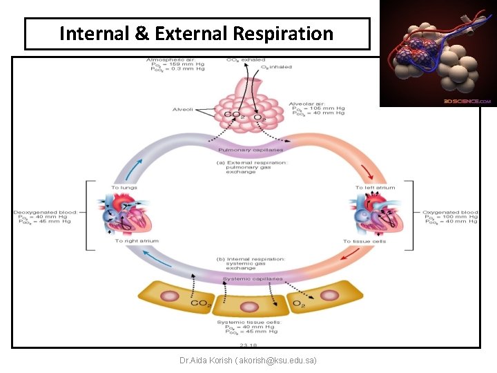 Internal & External Respiration Dr. Aida Korish ( akorish@ksu. edu. sa) 