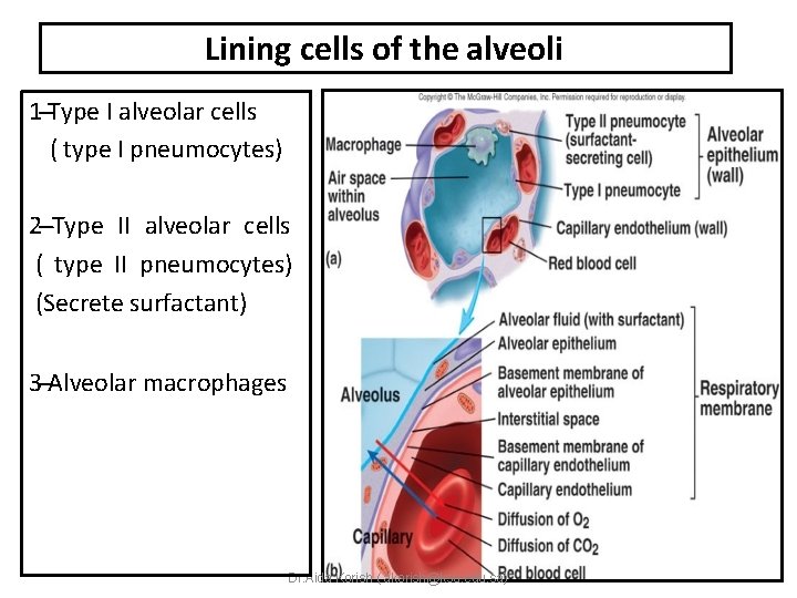 Lining cells of the alveoli 1‐‐‐Type I alveolar cells ( type I pneumocytes) 2‐‐‐Type