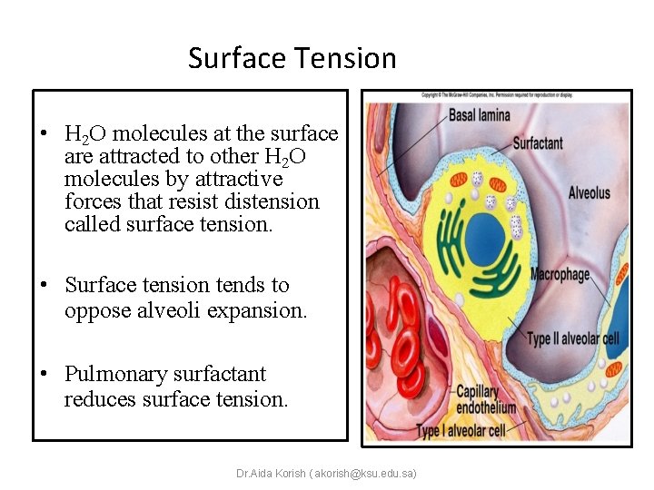 Surface Tension • H 2 O molecules at the surface are attracted to other