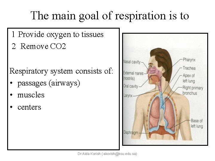 The main goal of respiration is to 1 Provide oxygen to tissues 2 Remove