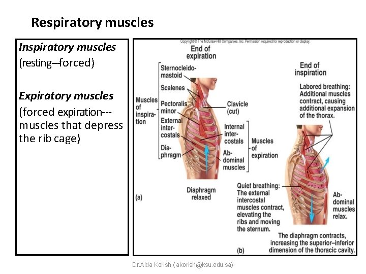 Respiratory muscles Inspiratory muscles (resting‐‐‐forced) Expiratory muscles (forced expiration‐‐‐ muscles that depress the rib