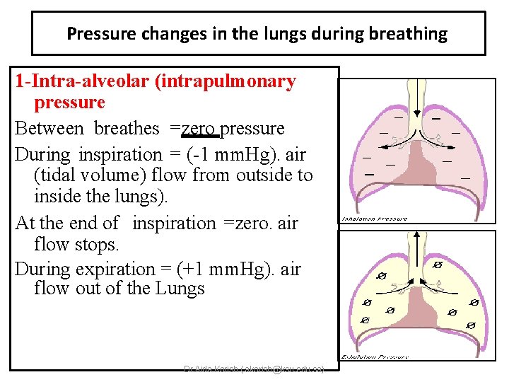 Pressure changes in the lungs during breathing 1 -Intra-alveolar (intrapulmonary pressure Between breathes =zero