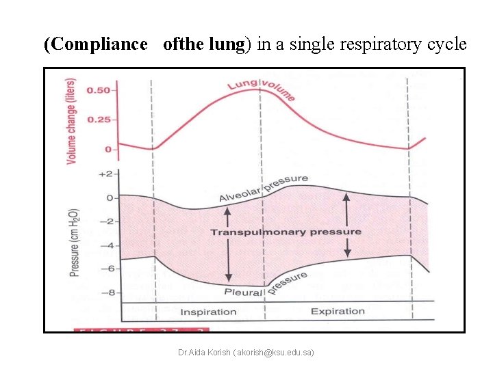 (Compliance ofthe lung) in a single respiratory cycle Dr. Aida Korish ( akorish@ksu. edu.