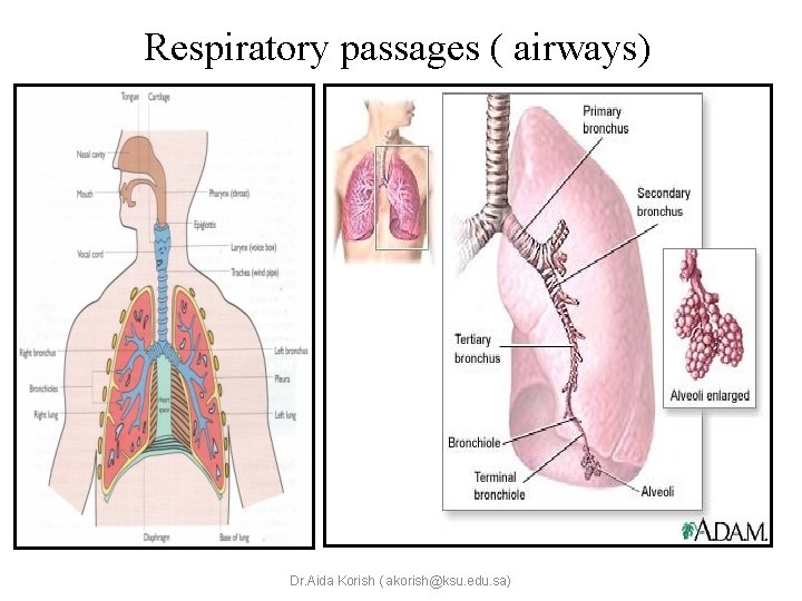 Respiratory passages ( airways) Dr. Aida Korish ( akorish@ksu. edu. sa) 