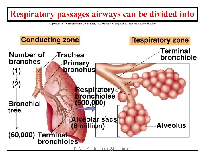 Respiratory passages airways can be divided into Dr. Aida Korish ( akorish@ksu. edu. sa)