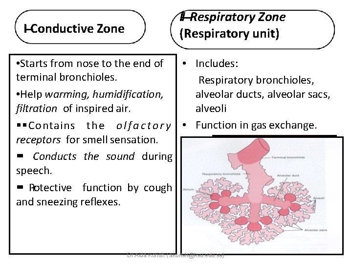 I‐‐‐Conductive Zone II‐‐‐Respiratory Zone (Respiratory unit) • Starts from nose to the end of