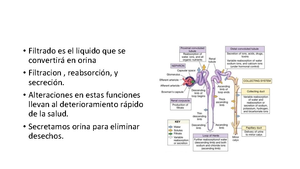 SISTEMA EXCRETOR EXCRECIN ELIMINACIN DE PRODUCTOS DE DESECHO