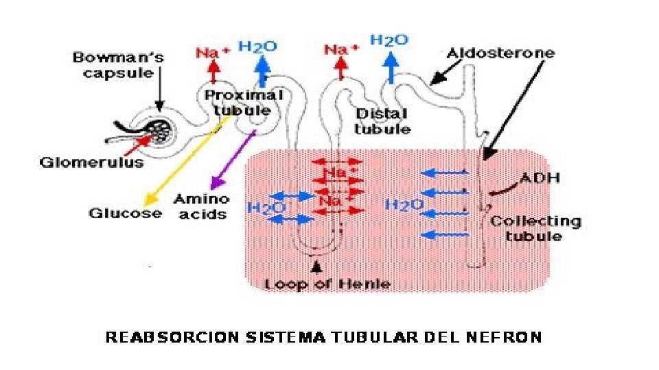 SISTEMA EXCRETOR EXCRECIN ELIMINACIN DE PRODUCTOS DE DESECHO
