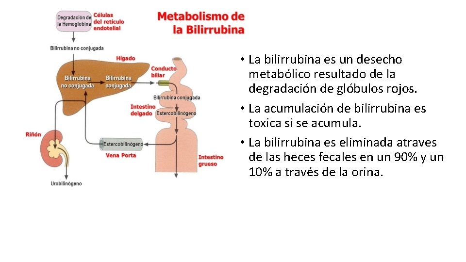 SISTEMA EXCRETOR EXCRECIN ELIMINACIN DE PRODUCTOS DE DESECHO