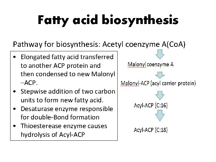 Fatty acid biosynthesis Pathway for biosynthesis: Acetyl coenzyme A(Co. A) • Elongated fatty acid