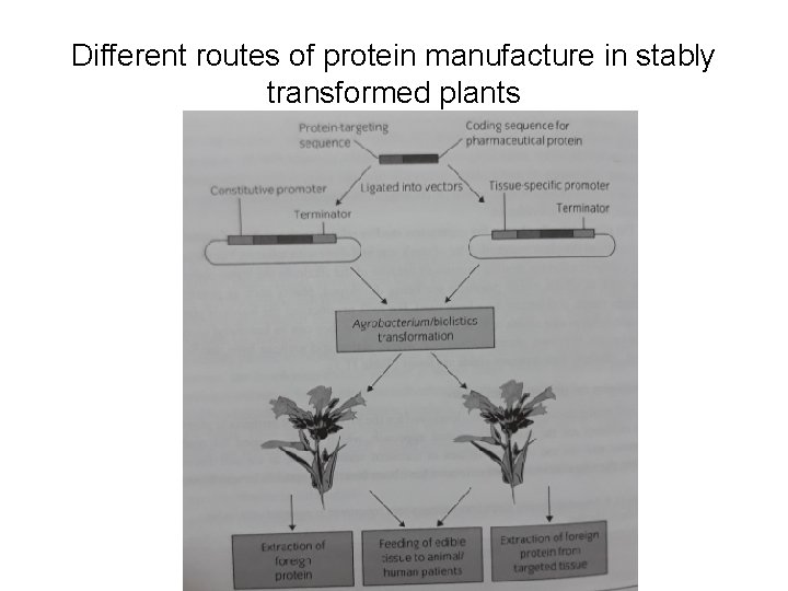 Different routes of protein manufacture in stably transformed plants 