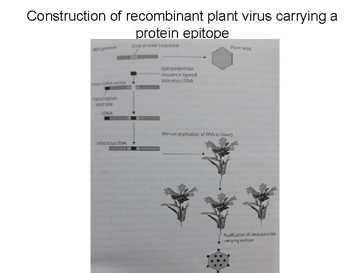 Construction of recombinant plant virus carrying a protein epitope 