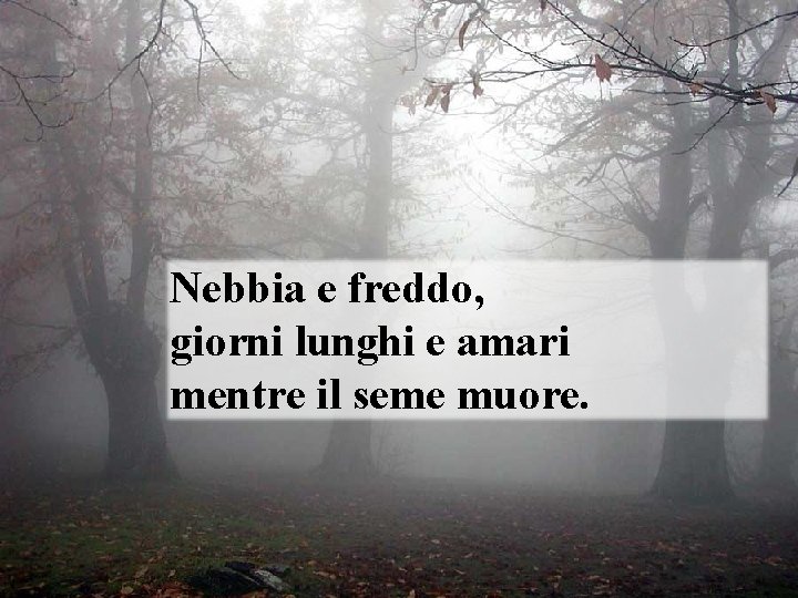 Nebbia e freddo, giorni lunghi e amari mentre il seme muore. 