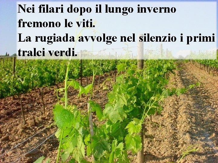 Nei filari dopo il lungo inverno fremono le viti. La rugiada avvolge nel silenzio