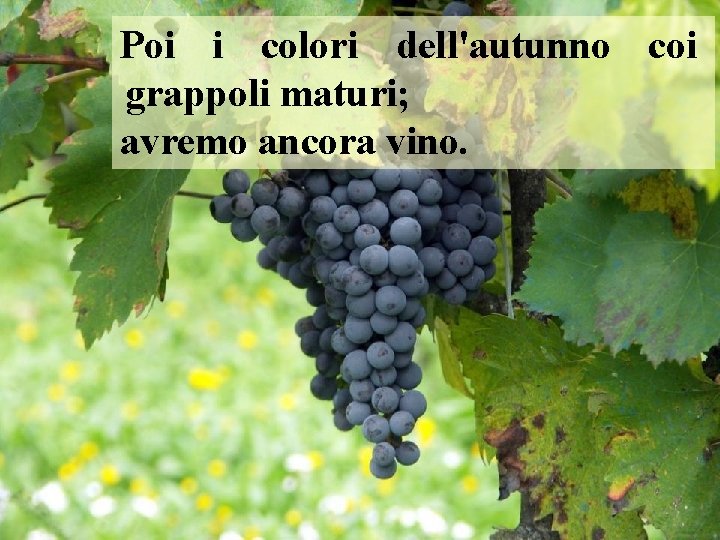 Poi i colori dell'autunno coi grappoli maturi; avremo ancora vino. 