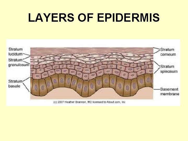 LAYERS OF EPIDERMIS LAYERS OF EPIDERMIS