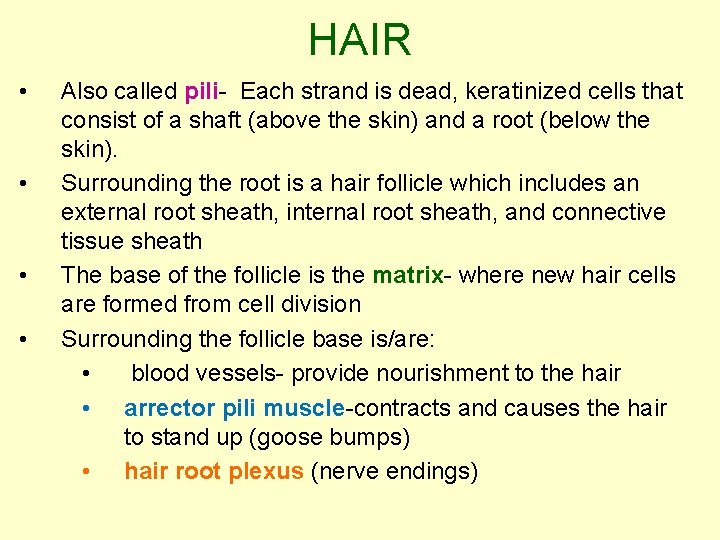 HAIR • • Also called pili- Each strand is dead, keratinized cells that consist