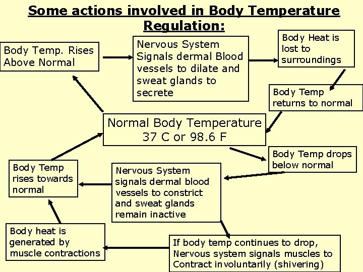Some actions involved in Body Temperature Regulation: Body Temp. Rises Above Normal Nervous System Some actions involved in Body Temperature Regulation: Body Temp. Rises Above Normal Nervous System