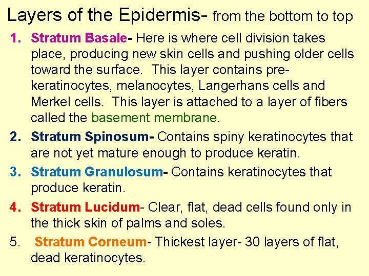 Layers of the Epidermis- from the bottom to top 1. Stratum Basale- Here is