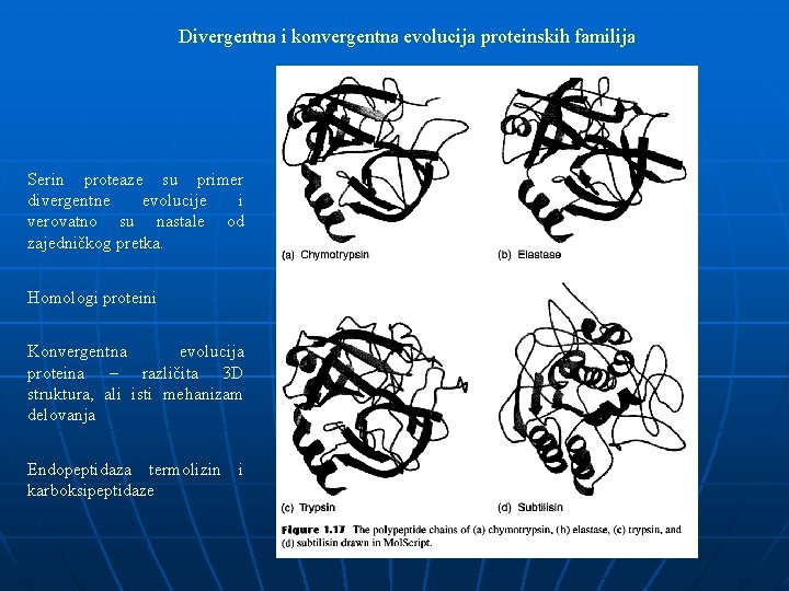 Divergentna i konvergentna evolucija proteinskih familija Serin proteaze su primer divergentne evolucije i verovatno