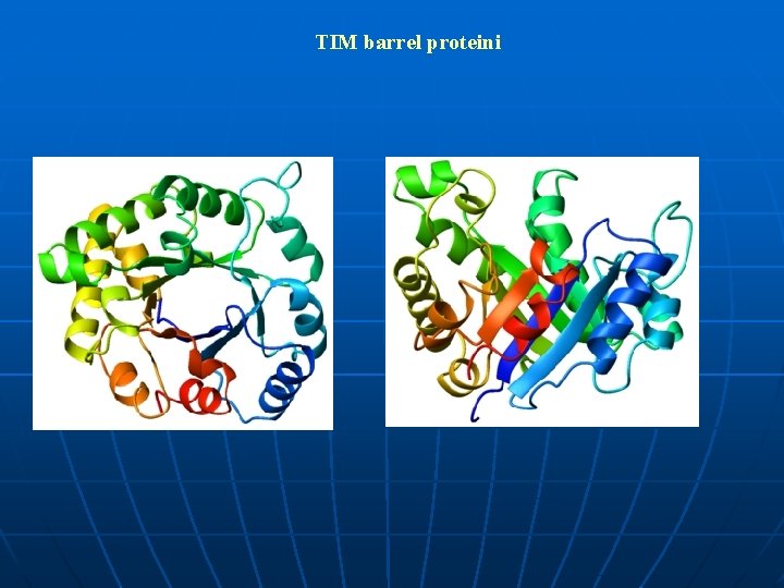TIM barrel proteini 