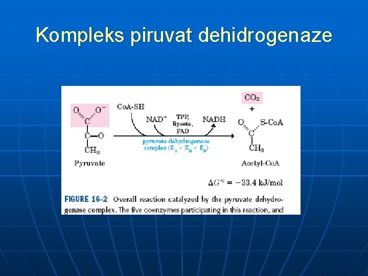 Kompleks piruvat dehidrogenaze 