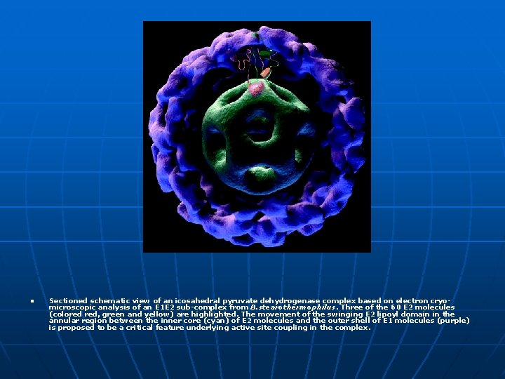 n Sectioned schematic view of an icosahedral pyruvate dehydrogenase complex based on electron cryomicroscopic