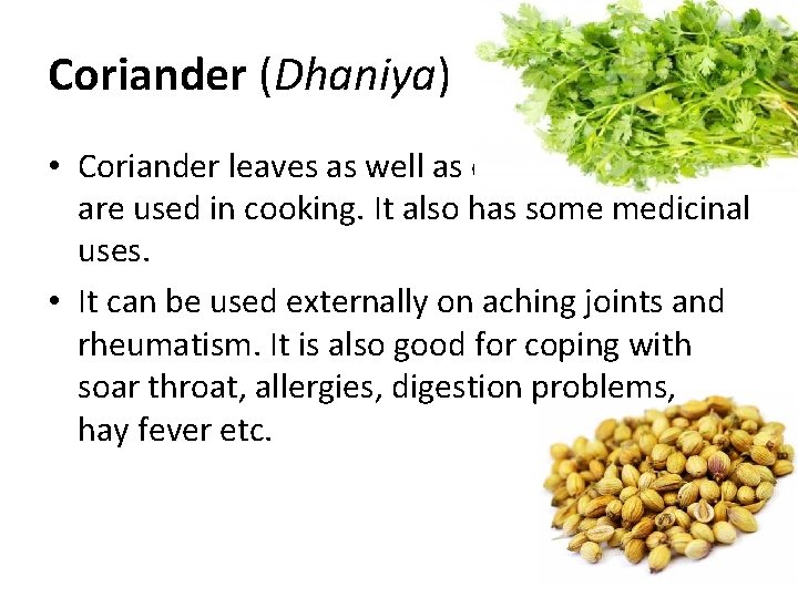 Coriander (Dhaniya) • Coriander leaves as well as coriander seeds are used in cooking. Coriander (Dhaniya) • Coriander leaves as well as coriander seeds are used in cooking.