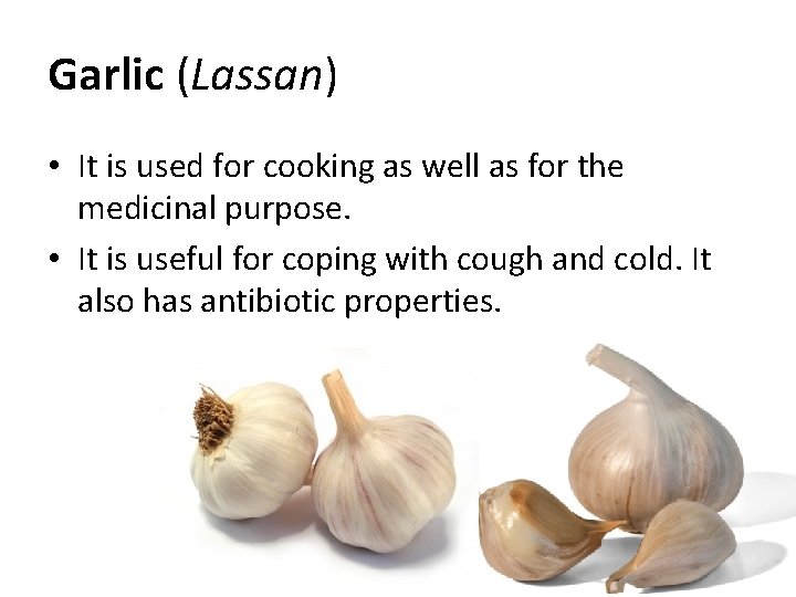 Garlic (Lassan) • It is used for cooking as well as for the medicinal Garlic (Lassan) • It is used for cooking as well as for the medicinal