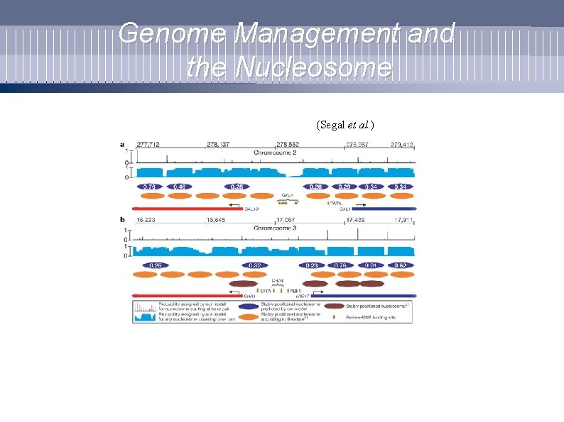 Genome Management and the Nucleosome (Segal et al. ) 