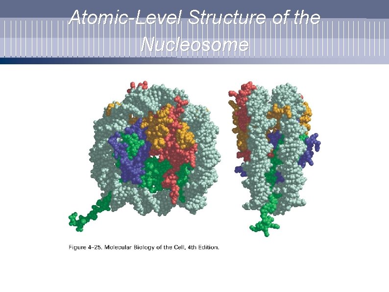 Atomic-Level Structure of the Nucleosome 