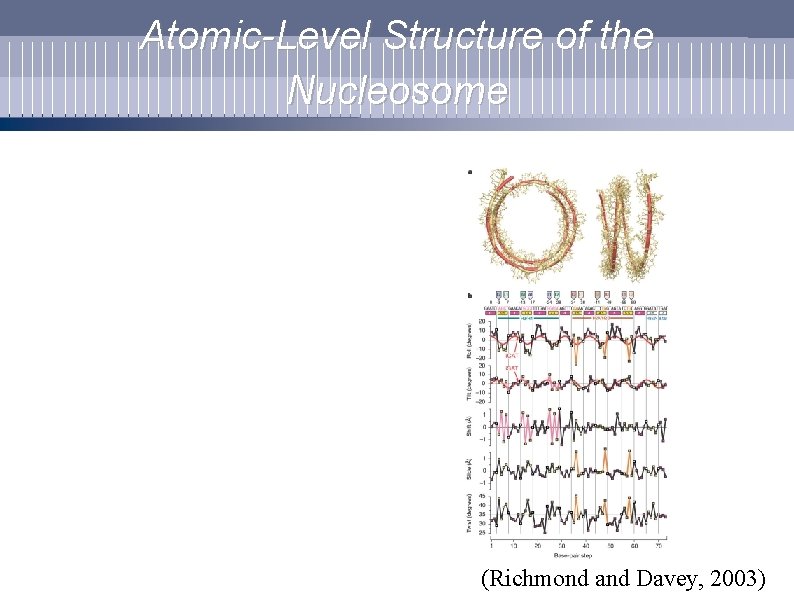 Atomic-Level Structure of the Nucleosome (Richmond and Davey, 2003) 