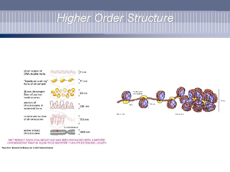 Higher Order Structure 