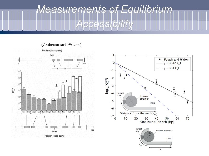 Measurements of Equilibrium Accessibility (Anderson and Widom) 