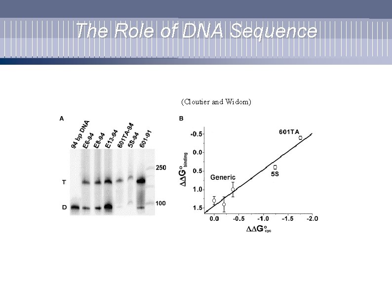 The Role of DNA Sequence (Cloutier and Widom) 