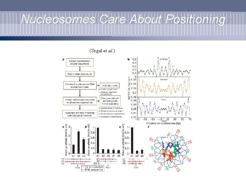 Nucleosomes Care About Positioning (Segal et al. ) 