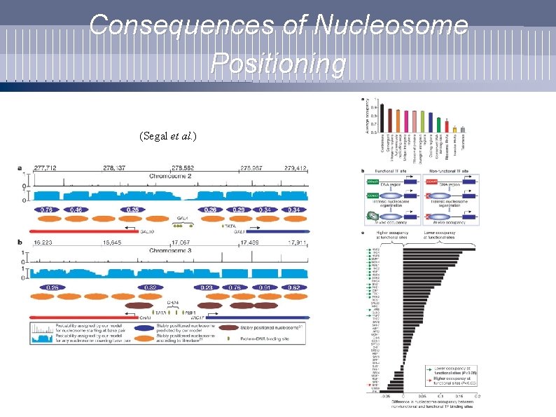 Consequences of Nucleosome Positioning (Segal et al. ) 